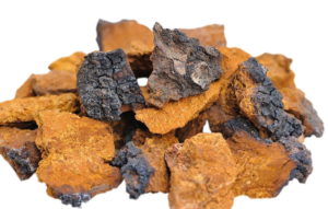 Chaga Pilz Brocken