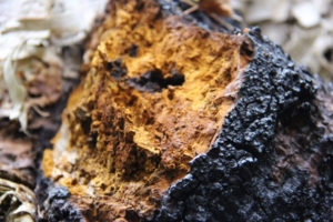 Chaga Pilz Vorteile