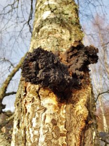 Chaga Pilz 