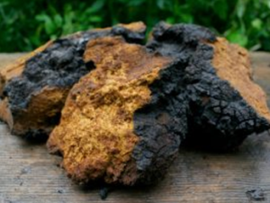 Chaga Pilz